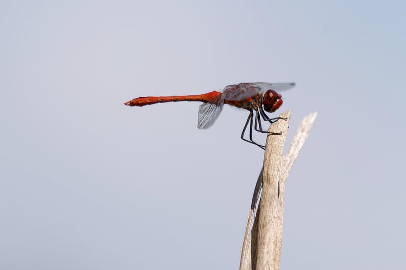 Dragon in Fantasy World